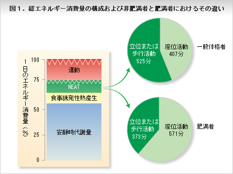 総エネルギー消費量の構成および非肥満者と肥満者におけるその違い