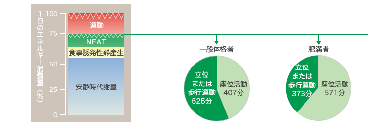 総エネルギー消費量の構成および非肥満者と肥満者におけるその違い